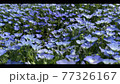 Nemophila 領域和蜜蜂 77326167