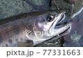The face of a good natural yamame trout caught in Tanzawa is up. 77331663
