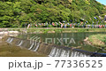 Video of a carp streamer over a river with the sound of a waterfall 77336525