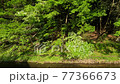 Trees beside a stream swaying in the wind 77366673