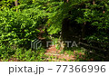 Walk the path in the forest 77366996
