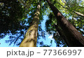 The shadow of the leaves reflected on the trunk of the tree 77366997