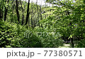 新緑の季節の森　風がそよぐ音 77380571