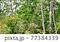 新緑の季節の森　小鳥のさえずりとそよぐ風 77384339