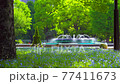 [4K recording, with audio] Spring in Japan Nemophila in Hibiya Park, Chiyoda-ku, Tokyo [fix / 30sec] 77411673