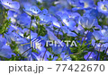 Nemophila 77422670