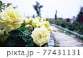 公園にある薔薇の花 77431131