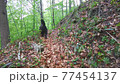 Bergamasco shepherd dog walks. in the wood Bergamasco shepherd dog walks. in the wood 77454137