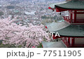 櫻花、塔和鎮 77511905