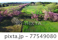 Yae Sakura Blooming Ranch 空中 4 77549080
