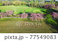 Yae Sakura Blooming Ranch 空中 1 77549083