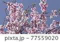 枝垂れ桜 77559020