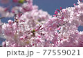 枝垂れ桜 77559021
