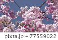 枝垂れ桜 77559022