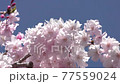 枝垂れ桜 77559024