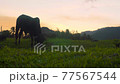 big black bull grazes in the meadow against the backdrop of the sunset. 77567544