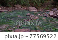 Thermal spring in the forest. Warm, gray-rich water flowing in a green stream 77569522