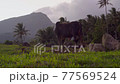 big black bull grazes in the meadow against the backdrop of the sunset. 77569524