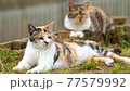 水田の前で周囲を見回し寛ぐシマミケの地域猫の動画素材 [77579992]