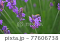 The bee collects pollen on a lavender flower 77606738