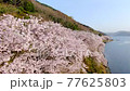 Kaizu Osaki, Shiga Prefecture "Scenery of cherry blossoms coloring the shores of Lake Biwa" 77625803