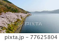 Kaizu Osaki, Shiga Prefecture "Scenery of cherry blossoms coloring the shores of Lake Biwa" 77625804