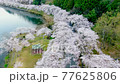 Kaizu Osaki, Shiga Prefecture "Scenery of cherry blossoms coloring the shores of Lake Biwa" 77625806