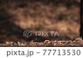 風に吹かれる落ち葉をスーパースローモーションで撮影 77713530