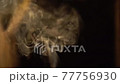 Incense smoke 77756930