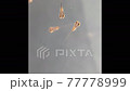 剛孵化的青鱂 77778999