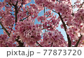 満開の桜がふわふわ風に揺れる 77873720