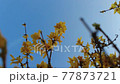 春の成長 77873721