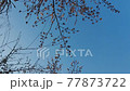 桜の下をくぐる スロー 77873722