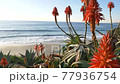 Scenic Laguna Beach California coast with flowers 77936754