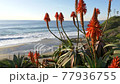 Scenic Laguna Beach California coast with flowers 77936755