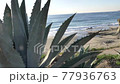 Scenic Laguna Beach California coast with agave 77936763
