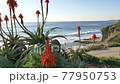 Scenic Laguna Beach California coast with flowers 77950753