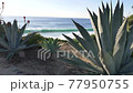 Slow motion thru agave Scenic Laguna Beach California coast with flowers 77950755