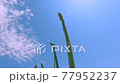 Asparagus growing toward the blue sky 77952237