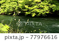 The clear stream "Chitose River" leading to Lake Shikotsu, which boasts the best water quality in Japan 77976616