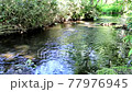 The murmuring sound of a river flowing slowly through the forest 77976945