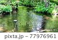 The murmuring of a beautiful river flowing slowly through the forest (natural sound) 77976961
