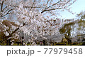 風に揺れるサクラ 77979458