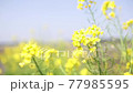 Rapeseed swaying landscape Rapeseed swaying landscape 77985595