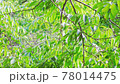 風に揺れる新緑の枝 78014475
