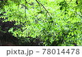 梅雨時の風に揺れる枝 78014478