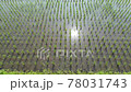 May rice field (taken with a drone) rice field / Drone 78031743