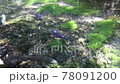 大山の湧水で育ったニジマス 78091200