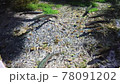 大山の湧水で育ったニジマス 78091202