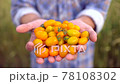 Farming and cultivations. Man farmer showing vegetables, tomato, Farmer's market, yellow tomatoes cherry, Organic Farming, Farm Harvest, Crop, grow vegetables, natural clean fresh product, Close up 78108302